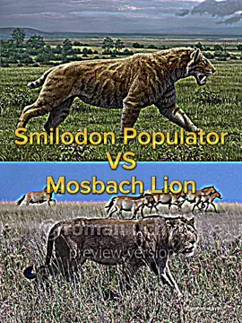 #CapCut  Smilodon Populator VS Mosbach Lion. Yes I’m back to doing animal debates #smilodon #smilodonpopulator #mosbachlion #lion #feline #prehistoric #bigcats #cat #debate #fyp #foryou #foryoupage #tiktok  As said, I’m back to doing animal debates once again since now that I’ve done my GXK The New Empire arc to takea break from fictional monster debates because I’ve been pissing off too many fanboys with those takes