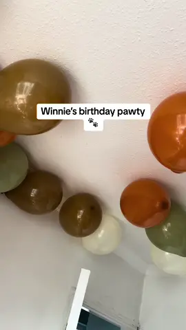 The cutest and most wholesome day ever 😩😂 #cockapoo #dogparty #pawty #laurenjayres 