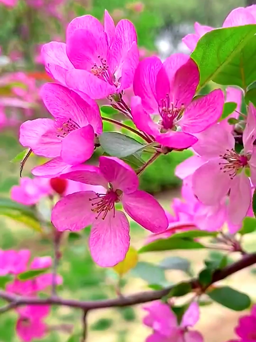 Nature Beauty #beautiful #flower #sakura #foryou
