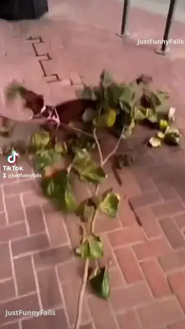 The last one 🤣🤣 #funny #funnyanimals #funnypets #funnycat #funnydog 