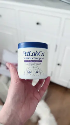 Our doggies love the @PetLab Co probiotic treats, they go absolutely mental for it 🤩 this is by far the best product to help with itching and possible yeast problem & to have it in a tasty treat form is the absolute best 👌 #petlabco #winterwonderlandmaltese #maltese #koreanmaltese #fyp #fypシ #foryou #foryoupage #cute #excited #sundayvibes #viral #videoviral #cuteness #happy #dog #dogsoftiktok 