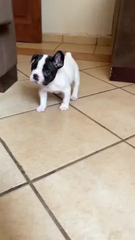 #frenchbulldogpuppy #frenchie #frenchiesoftiktok #frenchbulldog  #animallovers #frenchiepuppy #dogsoftiktok 