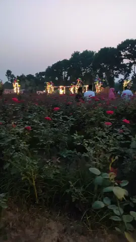 #Thakurgaon a bortomana viral place 🌺🥰.
