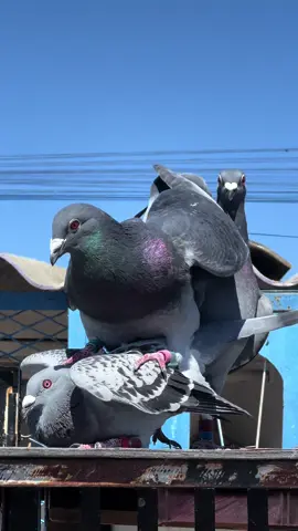 #الزاجل_عشق_لاينتهي❤️🕊️؛ #pigeons🐣🕊️😍🤩🤗 #الزاجل💛🚸 #الزاجل_هواية_الابطال #الزاجل_عشق_لاينتهي❤️🕊️ #المغرب_العربي #العربية #عيد_سعيد #المغرب #المغرب🇲🇦🇲🇦 #المغرب🇲🇦تونس🇹🇳الجزائر🇩🇿 #pigeons #pigeon #birds #bird #المغرب🇲🇦🇲🇦 #المغرب #الزاجل_غواية_الملوك🥇 #burdsoftiktok #العرب #العربي 