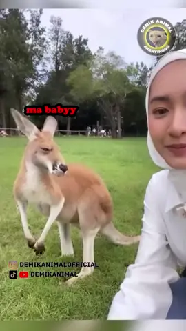 LU NAPA DAH? #fyp #foryou #foryoupage #foryourpage #dubbing #dubbinglucu #dubbinghewan #dubbingbinatang #dubbingindonesia #dubbingkucing #kucing #kucinglucu #demikanimal #demikanimalofficial
