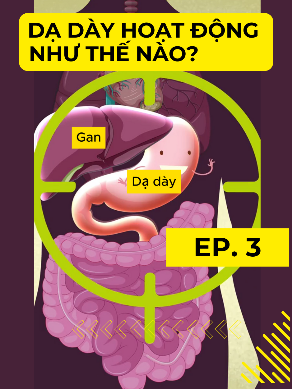 Dạ dày hoạt động như thế nào? #viereviews #ungthudaday #viemloetdaday #daday