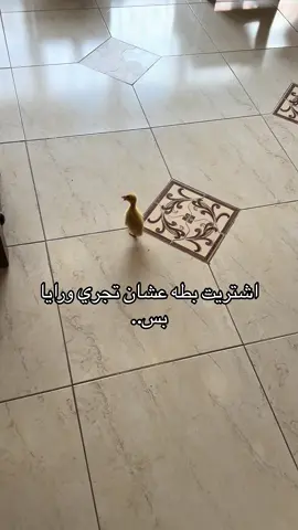 كيف اخليها تمشي وراي #بطه #الشعب_الصيني_ماله_حل😂😂 #اكسبلور 