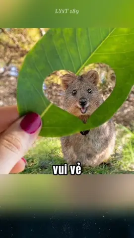 Quokka, loài động vật hạnh phúc nhất thế giới, và những sự thật thú vị mà có thể bạn chưa biết.#độngvật #quokka 