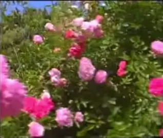 정든 님 돌아왔네 #북한노래 #조선민주주의인민공화국 #수령동지 