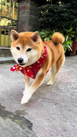 - 愛人朝妳奔來 是心動的感覺😍😍 #柴犬#柴柴#寵物#狗#狗狗#赤柴#萌寵#狗狗日常 #柴犬日常 #日記 #reels #reelsinstagram #Vlog#video#daily#diary#shiba#dog#girl#cute#Love#lovely#family#pet#instagood #instareels #시바 #강아지#귀여워