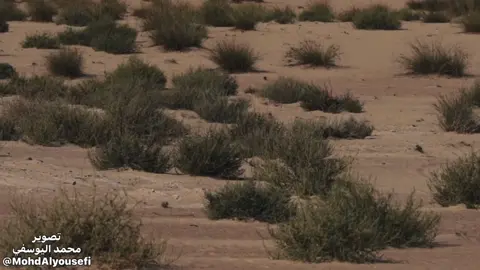 تصوير محمد اليوسفي  غزال الريم والادمي  #غزال #الريم #محميات_طبيعية #البيئة_لنا_ولأجيالنا 