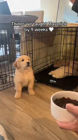 This little man is getting the hang of things so fast 🫶🏼 #goldenretriever #dogsoftiktok #goldenretrieverlife #doglover #dogs #cute 