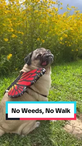 No weeds, no walk! 🌼 #dogmom #petcare #healthydog #dogsoftiktok 