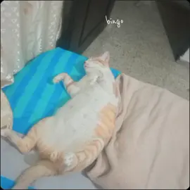 *u*como amo a mi gordito 💗 #CapCut #catorange #mishi #naruto 