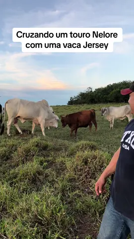 Porque vou misturar um touro nelore com vaca Jersey? #roça #fazenda #agro #gado 