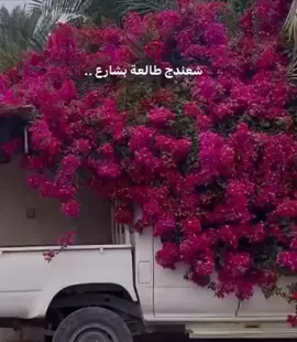 شعندج طالعه بشارع 🤍💐#لايك__explore___ #اكسبلورexplore  #مشاهير_تيك_توك #تصميم_فيديوهات🎶🎤🎬 #استوريات_انستا_واتساب #متابعه_ولايك_واكسبلور_احبكم #مالي_خلق_احط_هاشتاقات 