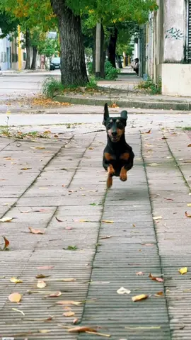🌭🐶🏃‍♀️ . . . . . . . . #ricardo #perro #perrostiktokers #perrosalchicha #salchicha #gordosalchicha #corre 