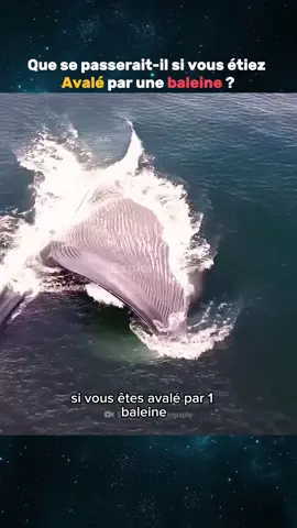 #baleine #incroyable #lesavaistu #apprendre #prt #ocean 