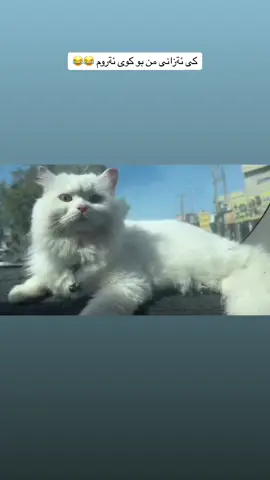 مياوو كى ئةزانى من بو كوى ئةروم 😂 #fypシ #catsoftiktok #cat #shamahon_lyly #foryou #foryoupage #viral #viralvideo #cute 