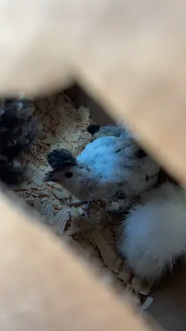 Babies 😍🐣🐓🐤 #chicken #backyardchickens #urbanhomestead #chicks