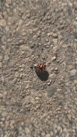 #القارئ | #ياسر_الدوسري 🤍