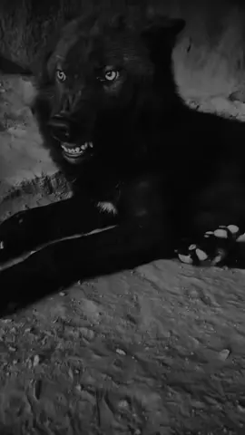 #wolf #borz #wolfo #волк #foryou #foryou #fypシ #viralvideo #video #funny #chechen #viralvideo #germany #viraltiktok #viraltiktok #chechen #wolfo #wolf #wolfo 