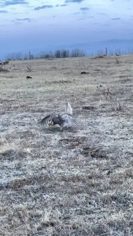 Sharp-tailed Grouse Lek dancing #spring #lek 