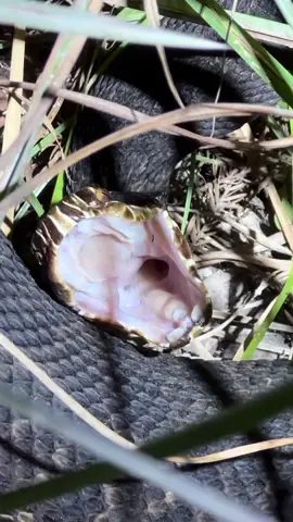 that 20 foot python can’t hide forever! #wildlife#everglades#foryou#fyp#foryoupagе#snake#python#educational#viral#tiktok#viralvideo#crazy#alligator#crocodile#explore#reptile#animals#nature#cute#nightout#florida#cuteness#yoink#conservation#professional#fypシ 