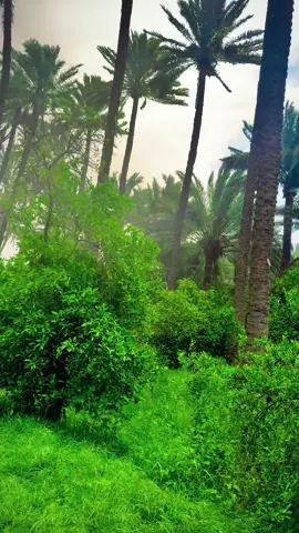 #اللهم_صل_وسلم_على_نبينا_محمد_وال_محمد #الحمدلله_دائماً_وابداً #اجواء_الشتاء #غيوم #بساتين_ديالى🍊🍊 #بساتين #♥ديررتي #تصويري📸 #عبارات #الحمدالله_علی_کل_حال❤ #بعقوبه_شارع_الطابو_بعقوبه_نهر_الحجية 