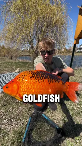 Catching WILD Goldfish! 🤩 #fishing #fishingtiktoks #fishtok #fishinglife #goldfish 