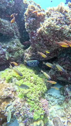 Stunning Juvenile Angel 😇 fish #viral #marinewildlife #marinelife #fishing #oceanlife #fish  @Ocean Spirit Scuba 