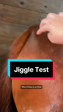 Replying to @tammikaspeaks Jiggle Test!🐴 