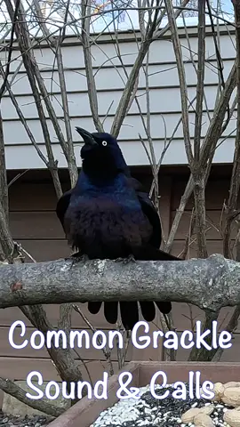 What do you think a Common Grackle sounds like?  Robot, rusty gate hinge, dial up internet are just of my guesses #fyp #foryourpage #gracklesoftiktok #njwildlife #robot #dialupinternet #naturelover #wildlife #njbirds #birds #birdsoftiktok #commongrackle 
