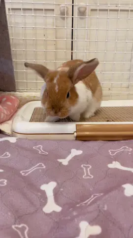 めるたんの最新あくび🥱#うさぎのあくび#ホーランドロップ#うさぎ#うさぎのいる生活 #うさぎのあくび#hollandlop #hollandlopbunny #hollandlopbunny #hollandloprabbit #bunny #ふわもこ部 