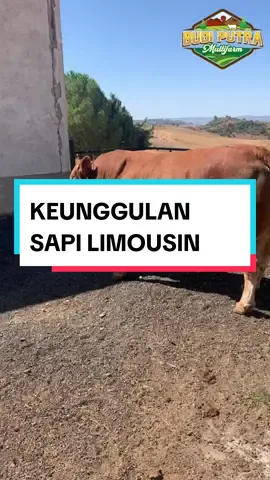 Keunggulan Sapi Limousin #sapi #sapilimosin #sapilimosinsuper #sapilimosinjumbo #sapilimousin #peternaksapiindonesia #peternak #peternakmuda #peternaksapiindonesia🇲🇨 #storypeternaksapi 