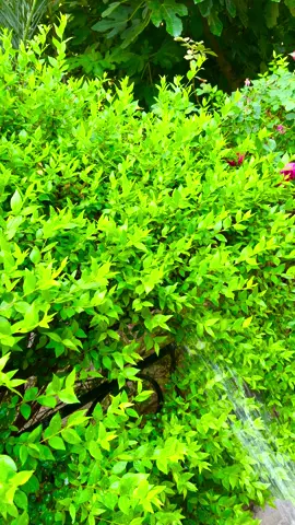 #دعاء_الصباح #حديقتنه 