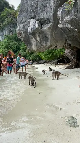 Someones got a little itch🤣🐒🌴 #kohphiphi #traveling #traveltiktok #thailand🇹🇭 #travelbucketlist #fyp #beachvibes #thailand #monkey #monkeybeach #monkeybeachthailand 