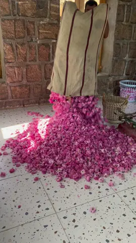 موسم الورد الطائفي🌸#الطايف_الان #الطايف_بعيون_كتّو 