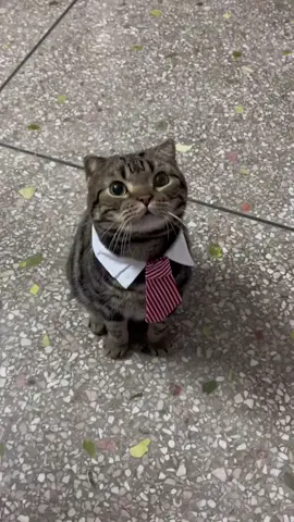 The new coworker can’t do anything but be cute!!#cat #catlover #cutekitten #catsoftiktok #funnyvideos #funnyvideos #foryoupage #kitten #fyp 
