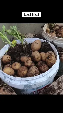 Using this method, You can grow potatoes all year round. Growing potatoes in plastic containers  #potato #plants #fyp #fypシ #plantslife #gardening 