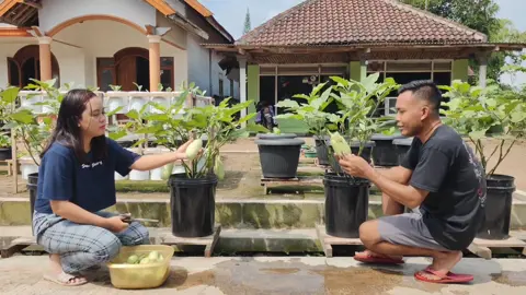 cara menanam terong supaya berbuah lebat cek vidio nya di yt oky channel  #fyp #terong #okychannel #tanaman 