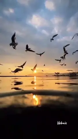 Senja Demi Senja #senjasorehari #lagukeroncong #koesplus #lagukenangan70an 