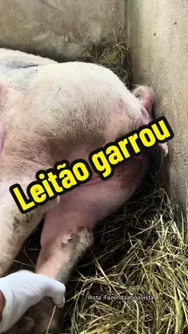 Porca parindo seu segundo leitão 