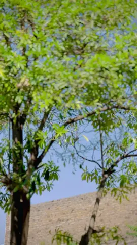 Kam Zey Na Video Gury Commint Zaror Oky🥰🔥#CapCut #ahmad__zeb #foryou #fyyyyyyyyyyyyyyyy #foryoupage #viral #jhelum #ahmad__zeb 