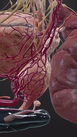 Aprenda definitivamente sobre a anatomia da próstata, os nervos e vasos responsáveis pela potência, as zonas da próstata em que aparece a HPB e o câncer. Modelo 3D interessante! #cancerdeprostata #adenocarcinoma #realidadeaumentada #realidadevirtual 