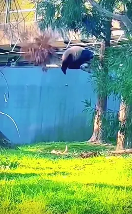 Vào sách đỏ bằng thực lực😂😂#panda #国宝 #xuhuong #ttqll_xh🧸💞 #funnypanda #pandas #đongvatquyhiem #xuhuong 