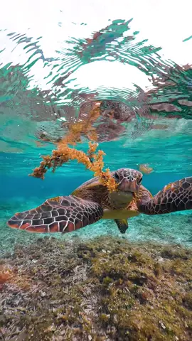 #sea #ocean #seaturtle #turtle #宮古島 