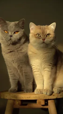 Bu güzel şarkı bu güzel video ile eşleşmese olmazdı 🥰🫶 #keşfetttttt #lan #kedisevgisi #sosyalmedya #bebeklerim #hayvansevgisi #keşfetedüşür #kediaşkı #anasayfadagör #keşfetedüşür #fyp 