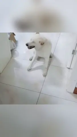 Funny scenes when dog sneezes #funny #dog #dogsoftiktok #dogs #funnydog #pet #funnyanimals #fyp #viral 