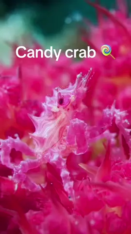 🍭 Meet the Candy Crab, ruler of the candy-colored soft corals with its irresistible cuteness 😍 🍬The Candy Crab, a petite yet stunning crustacean measuring 1.5 to 2 cm, is often found nestled within soft corals, blending cleverly into its surroundings by mimicking the polyps’ colors. To amp up its camouflage, it even decorates its shell with polyps, sporting hues of white, pink, yellow, or red to mirror the coral it calls home. With tiny claws on its first pair of legs and a body adorned with intricate spines featuring a red and white pattern reminiscent of its coral abode, this crab’s appearance is nothing short of striking.  🍬The Candy Crab truly lives up to its name with its vibrant appearance and fascinating behavior. Beyond its captivating looks and camouflage tactics, this creature displays a “sugar rush” during its nocturnal hunts. With bursts of energetic activity, it navigates its environment in search of prey and detritus. The Candy Crab’s energetic behavior truly lives up to its sweet namesake.  Captured by 🤿🎥: @undersea_gameqmi  #uwcritters #macrodiving #underthesea #scubadiving #uwphotography #macro 